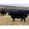 Image 4 : Echo Springs Ranching - 655# February Delivery Heifers - 95 Head (Granum, AB)