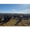 Image 2 : Josh Herauf - 650# April Delivery Heifers - 69 Head (Davin, SK)