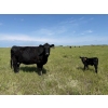 Image 10 : Lee Johnston - 35 Black/Black X Cow/Calf Pairs (Welwyn, SK)
