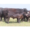 Image 13 : Pleasant Vista Farms - 675# October Delivery Steer Calves - 90 Head (Peebles, SK)