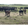 Image 5 : Hines Ranching Co. Ltd. - 525# November Delivery Steer Calves - 210 Head (Marwayne, AB)