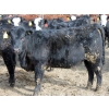 Image 5 : A&A Farms - 20 Black Replacement Heifers (Coaldale, AB)