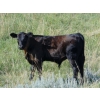 Image 27 : Endersby Ranching - 535# October Delivery Steer Calves - 150 Head (Duchess, AB)