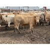 Image 5 : Douglass Agro - 940# June Delivery Heifers - 170 Head (Gem, AB)