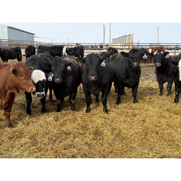 Devick’s Ranch - 920# April Delivery Heifers - 134 Head (Acme, AB)