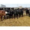 Image 1 : Devick’s Ranch - 920# April Delivery Heifers - 134 Head (Acme, AB)