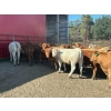 Image 5 : Turtleview Livestock - 990# October Delivery Grass Heifers - 58 Head (Goodlands, MB) VBP+