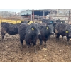 Image 5 : Wade Fewings - 850# April Delivery Steers - 70 Head (Pierson, MB) VBP+