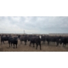 Image 7 : Ripple Rock Ranch - 975# July Delivery Heifers - 126 Head (Fincastle, AB)