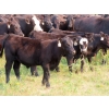 Image 7 : Clay Ridge Stock Farms Inc. - 580# Nov/Dec Steer Calves - 105 Head (Fairlight, SK)