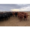 Image 4 : Pedersen Farms - 900# March Delivery Steers - 65 Head (Scandia, AB)