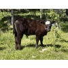 Image 7 : Cutting Edge/Holtry Creek - 675# November Delivery Steer Calves - 90 Head (100 Mile House, BC)