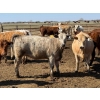 Image 11 : Dennis Bjelland - 975# May Delivery Heifers - 45 Head (Patricia, AB)