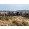 Image 5 : Lowe Ranches - 703# December Weaned Heifers - 99 Head (Nanton, AB)