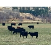 Image 4 : Harpur Ranch - 600# November Delivery Steer Calves - 75 Head (Rock Creek, BC)