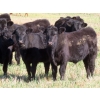 Image 1 : Johnson Livestock - 700# December Weaned Steers - 85 Head (Peebles, SK) VBP+