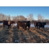 Image 8 : Chris Bartel - 1025# April Delivery Steers - 60 Head (Fort Vermilion, AB)