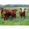 Image 5 : Taylor Enterprises Inc. - 875# September Delivery Grass Heifers - 140 Head (Wawota, SK)