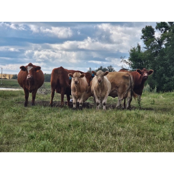 Steve Saruga - 830# Sept/Oct Delivery Steer Calves - 61 Head (Alliance, AB)