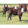 Image 14 : Thackeray Land & Cattle Inc. - 680# November Delivery Steer Calves - 90 Head (Goodwater, SK)
