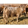 Image 3 : Darcy, Colton & Blake Reinhardt - 850# February Delivery Heifers - 145 Head (Redland, AB)