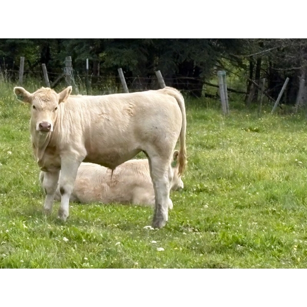 Lowe Ranches - 640# October Delivery Steer Calves - 100 Head (Nanton, AB)