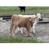 Image 2 : Eagle Creek Ranching Ltd. - 625# October Delivery Steer Calves - 90 Head (Sundre, AB)