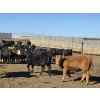 Image 14 : Downie Lake Colony - 860# March Delivery Heifers - 210 Head (Maple Creek, SK)