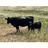Image 3 : Dar-Lin Ranching - 470# November Delivery Heifer Calves - 115 Head (Big Stone, AB)