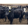 Image 4 : Hawk Ranching - 880# March Delivery Steers - 72 Head (Parkland, AB)