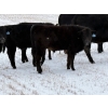 Image 4 : Stockwell Cattle Ltd. - 550# December Delivery Steer Calves - 70 Head (Macrorie, SK) VBP+