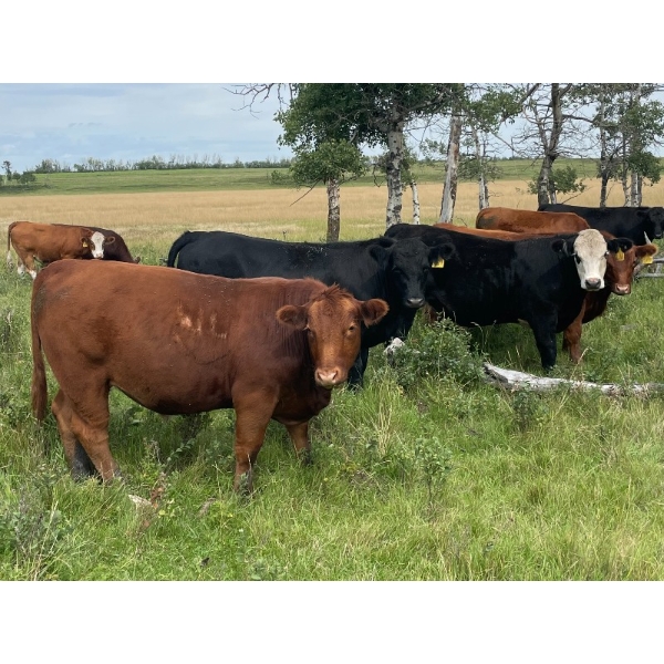 Bar 3 Ranches Ltd. - 1050# August Delivery Grass Steers - 58 Head (Erskine, AB)