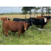 Image 1 : Bar 3 Ranches Ltd. - 1050# August Delivery Grass Steers - 58 Head (Erskine, AB)