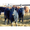 Image 2 : Justin Tateson - 1020# March Delivery Steers - 130 Head (Scandia, AB)