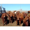 Image 3 : PSV Farms Ltd. - 830# July Delivery Heifers - 136 Head (Enchant, AB)