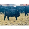 Image 2 : Blue Moon Cattle Co. - 830# March Delivery Weaned Heifers - 65 Head (Irricana, AB)