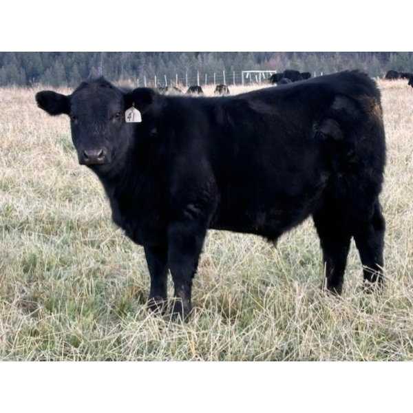 Clemitson Ranch - 700# November Delivery Steer Calves - 87 Head (Westwold, BC)