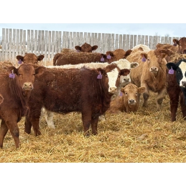 Wynnton Brandt - 925# June Delivery Heifers - 130 Head (Tolstoi, MB)