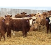 Image 1 : Wynnton Brandt - 925# June Delivery Heifers - 130 Head (Tolstoi, MB)
