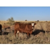 Image 6 : Osadczuk Cattle Co. (Brad & Elaine Osadczuk) - 250 Red Cows *HERD REDUCTION*