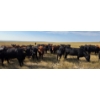 Image 3 : Twin Bridges Ranch - 865# September Delivery Grass Heifers - 153 Head (Maple Creek, SK)