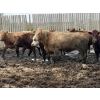 Image 3 : Cromer Cattle Company Inc. - 1000# September Delivery Heifers - 30 Head (Cromer, MB)