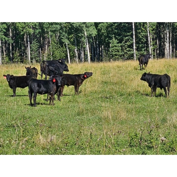 Ribbon Creek Ranch - 550# November Steer Calves - 100 Head (Linden, AB)
