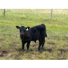Image 4 : Jamieson Ranch - 550# November Delivery Steer Calves - 95 Head (Cabri, SK)