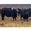 Image 2 : Ron Billings  - 1100# January Weaned Steers - 140 Head (Sundre, AB)
