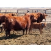 Image 6 : Wacoalty Enterprises Inc. - 25 Red Angus X Simm Pairs (Kipling, SK)