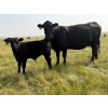 Image 3 : Vredegoor Ranch - 500# October Delivery Steer Calves - 195 Head (Handhills, AB)