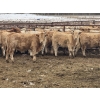 Image 4 : Jeff & Jenise Robertson - 720# February Weaned Steers - 85 Head (Gainford, AB)