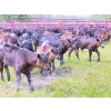 Image 3 : Ryan & Lisa Smith - 560# November Delivery Steer Calves - 85 Head (Winfield, AB)