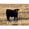 Image 19 : Jordan & Kelli Hoopfer - 660# November Delivery Steer Calves - 90 Head (Gadsby, AB)